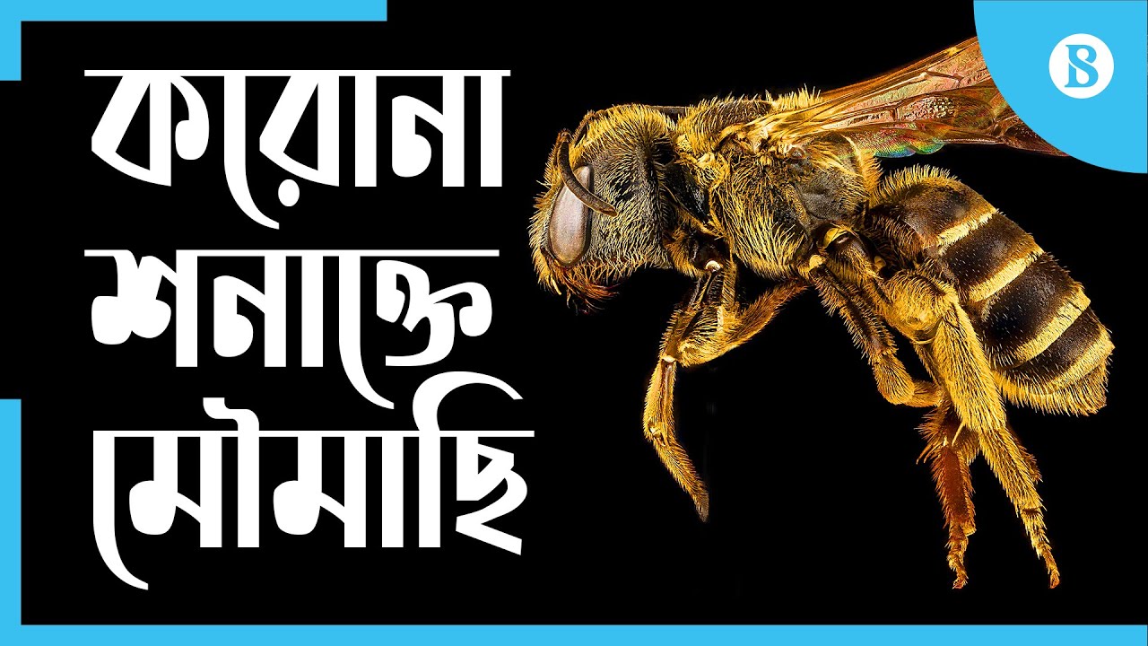 করোনা শনাক্ত করবে মৌমাছি!